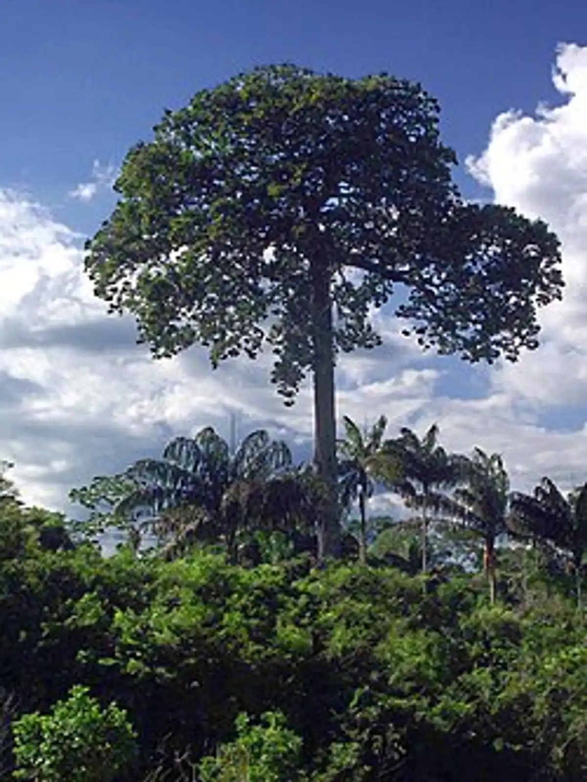 Castanheira (Bertholletia excelsa Bonpl.)