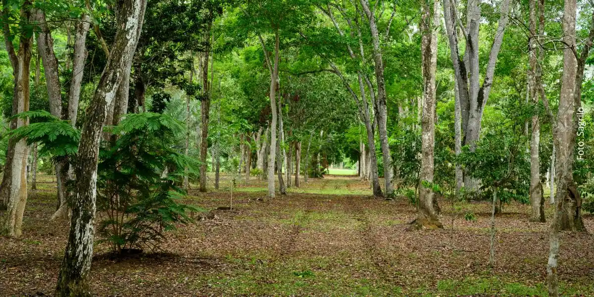 Coleções Vivas da Reserva Natural Vale