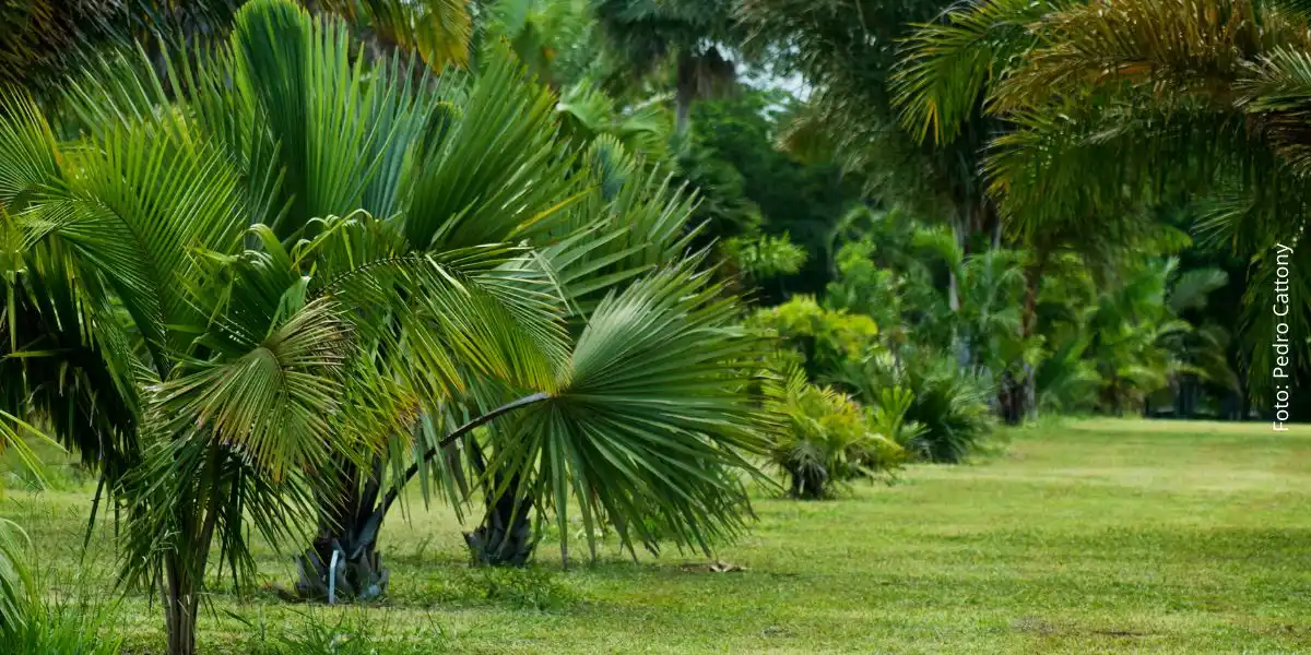 Coleções Vivas da Reserva Natural Vale