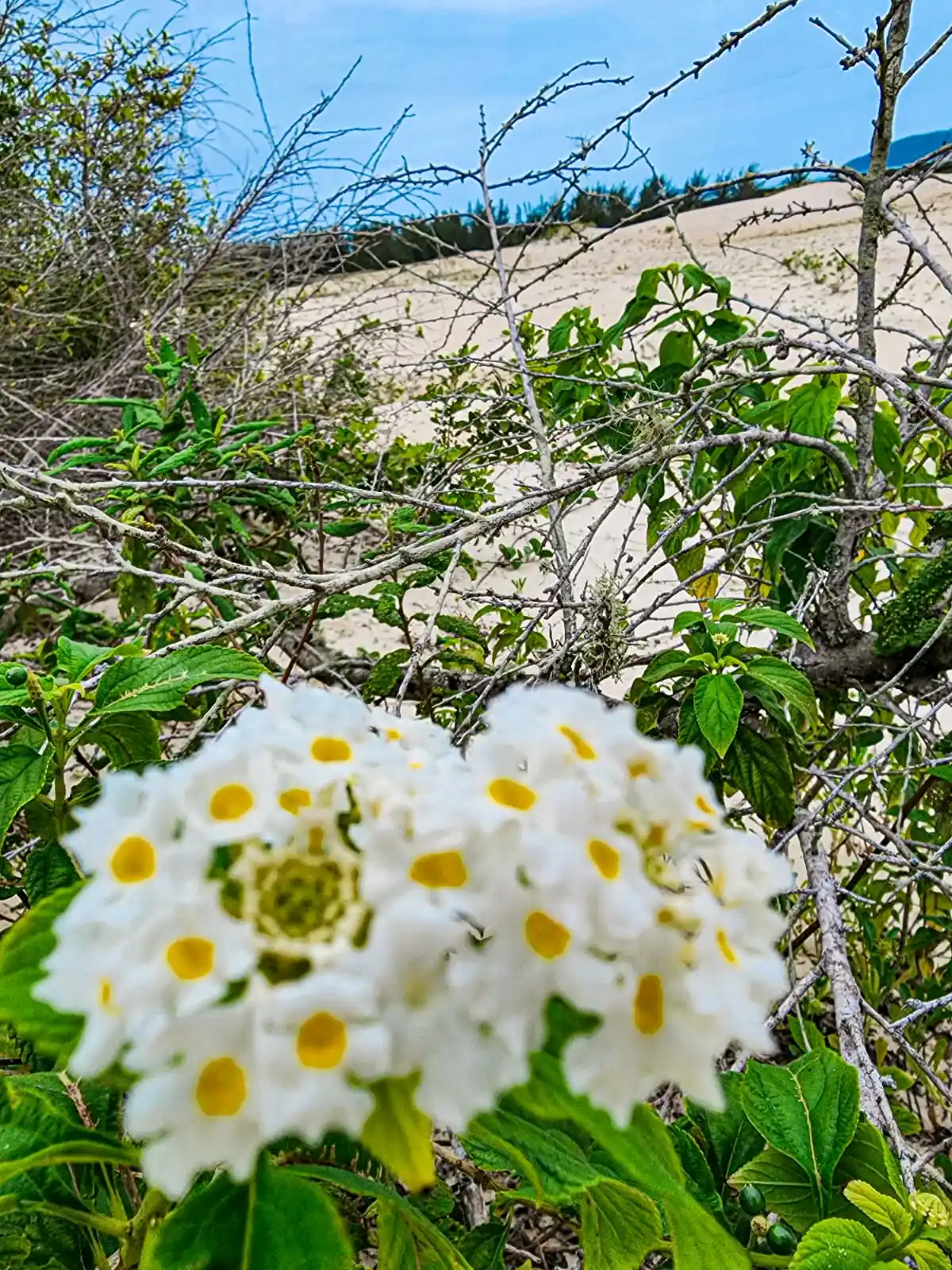 Campo de Dunas do Peró