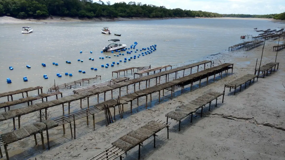 Fazenda de Ostras Marinha de Nova Olinda