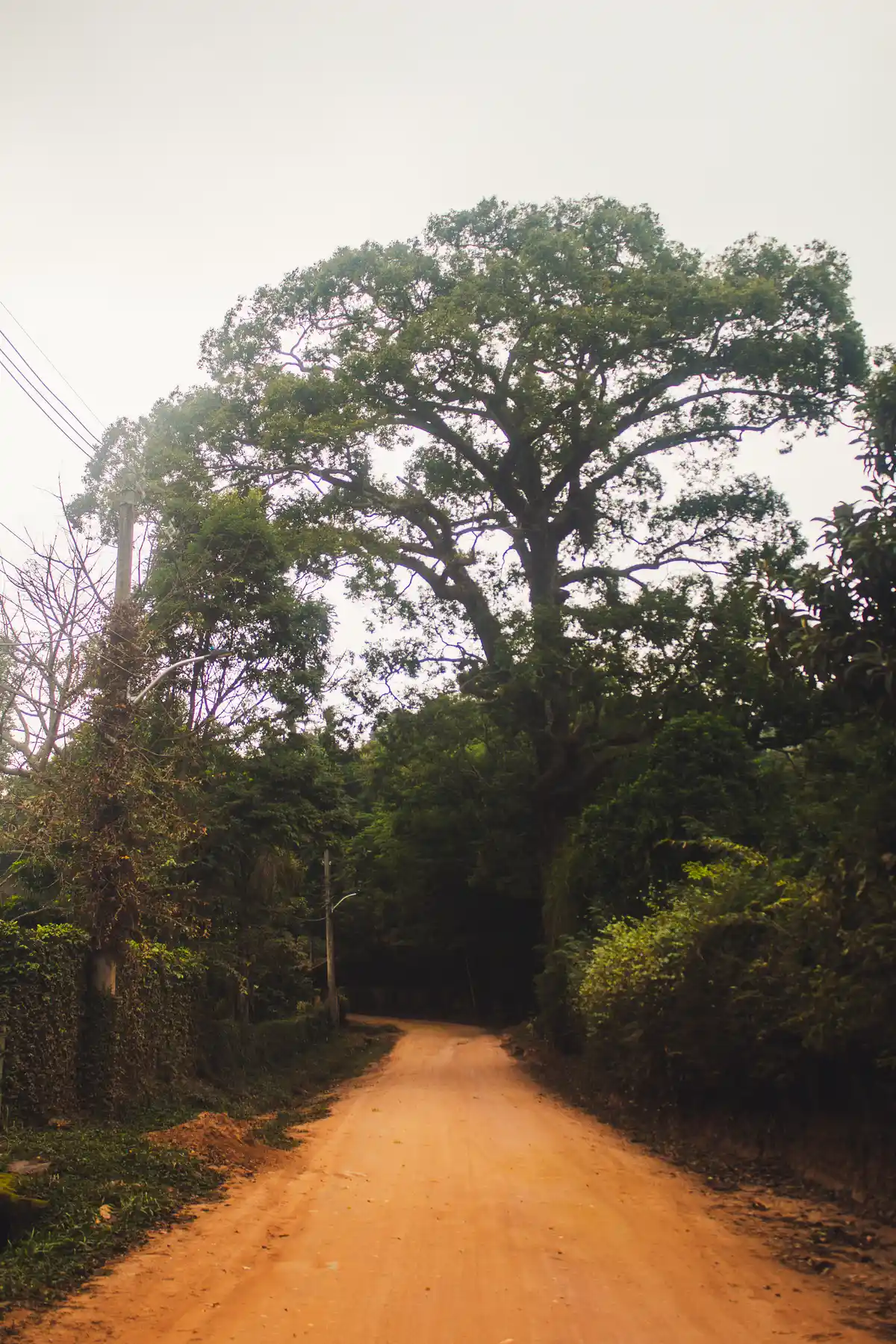 Jequitibá de 300 Anos