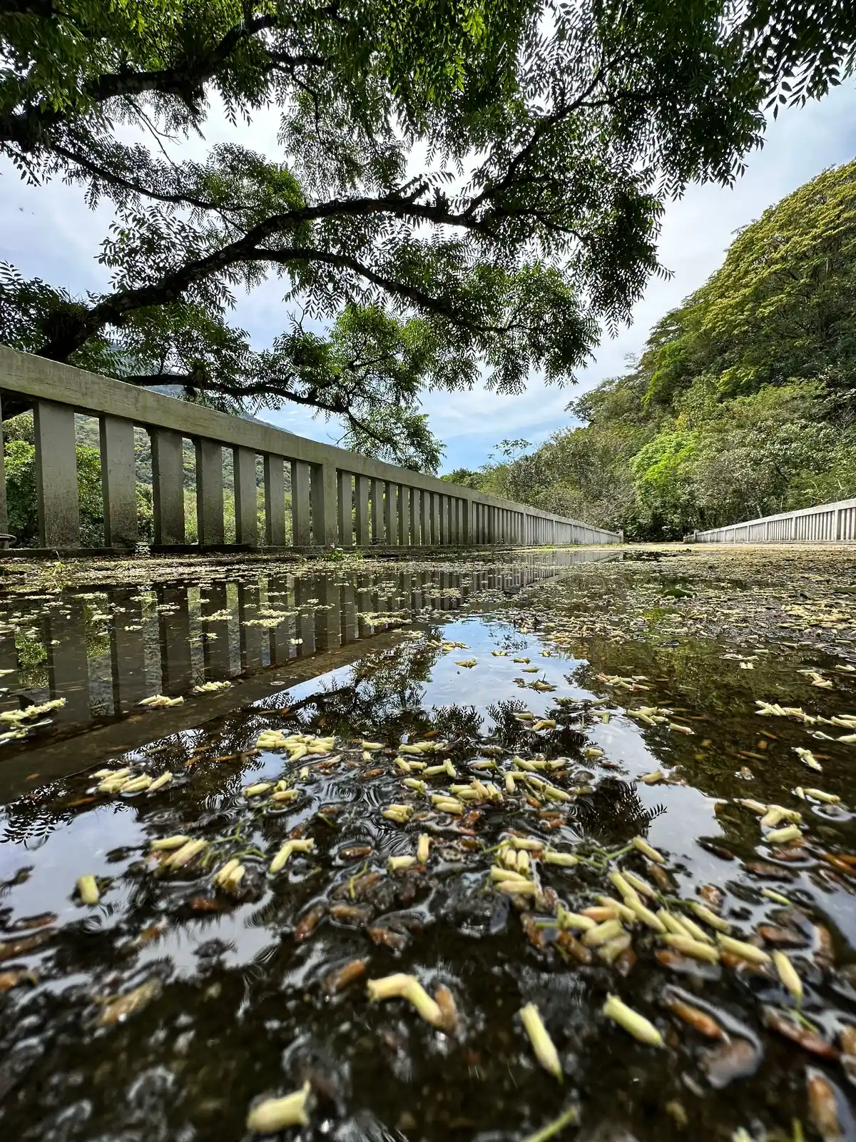 Ponte Velha de Boca do Mato