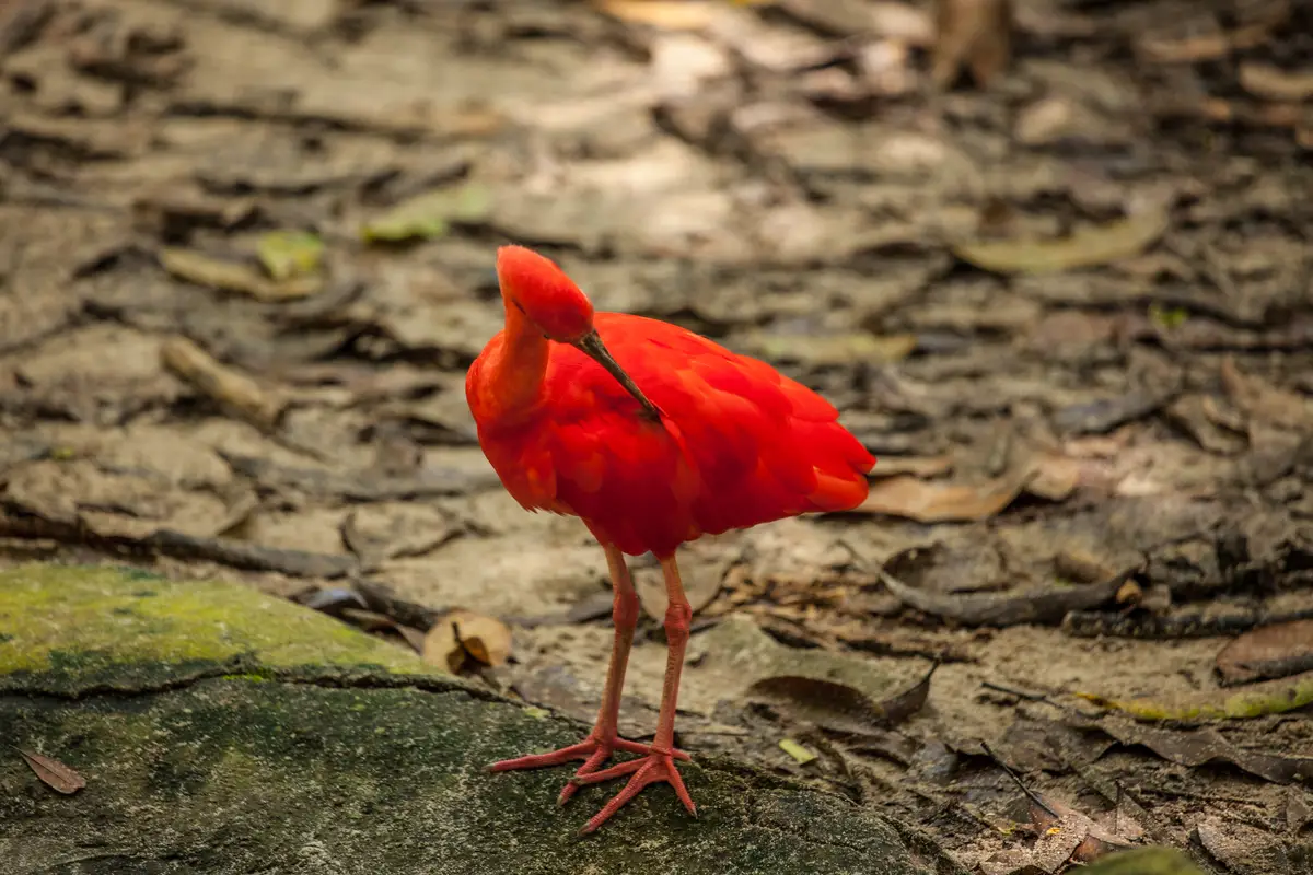 Bosque Rodrigues Alves - Jardim Zoobotânico da Amazônia