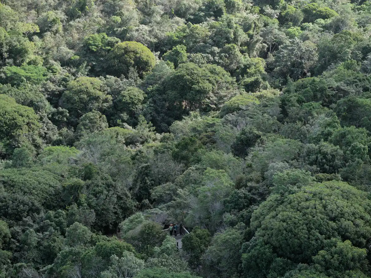 Mirante do Pau Brasil