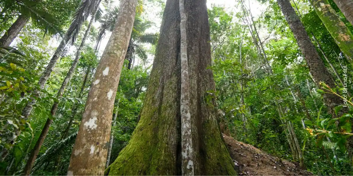 Coleções Científicas da Reserva Natural Vale
