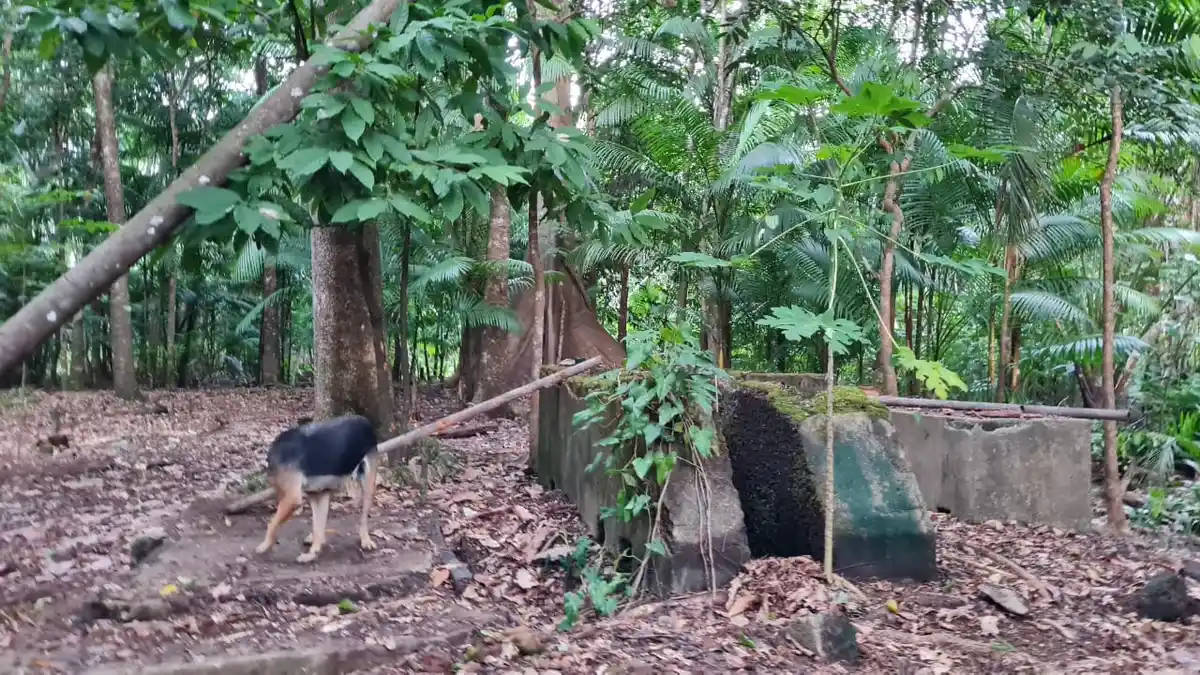 Ruínas do Engenho Feliz e da Olaria