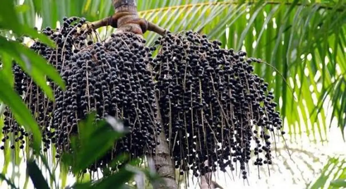 Açaí (Euterpe oleracea Mart.)