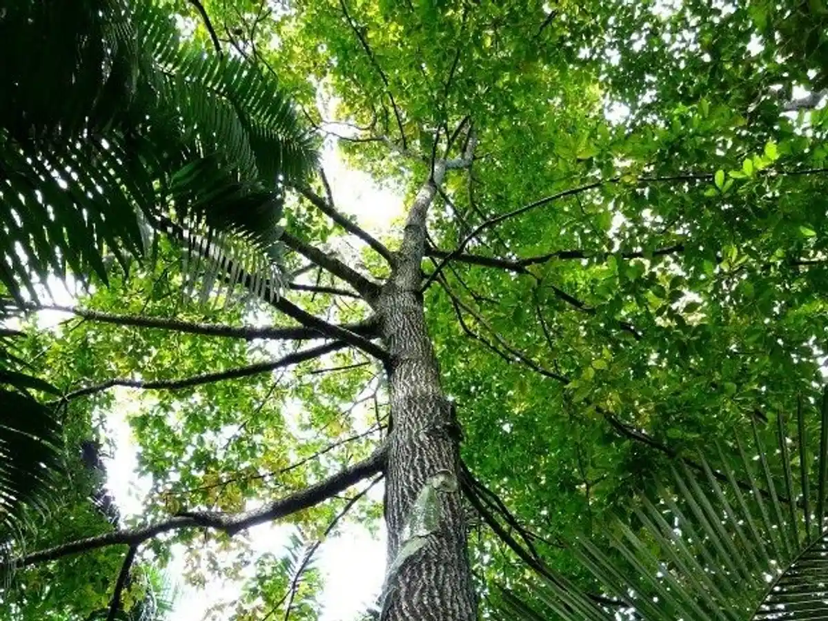 Andiroba (Carapa guianensis Aubl.)