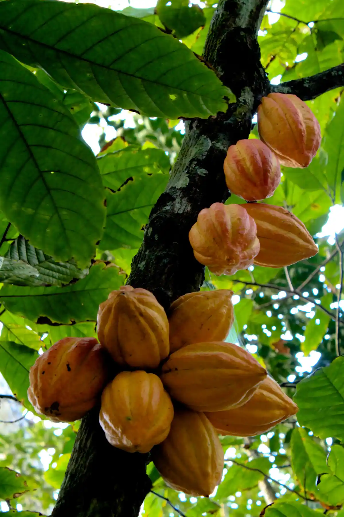 Cacau (Theobroma cacao L.)
