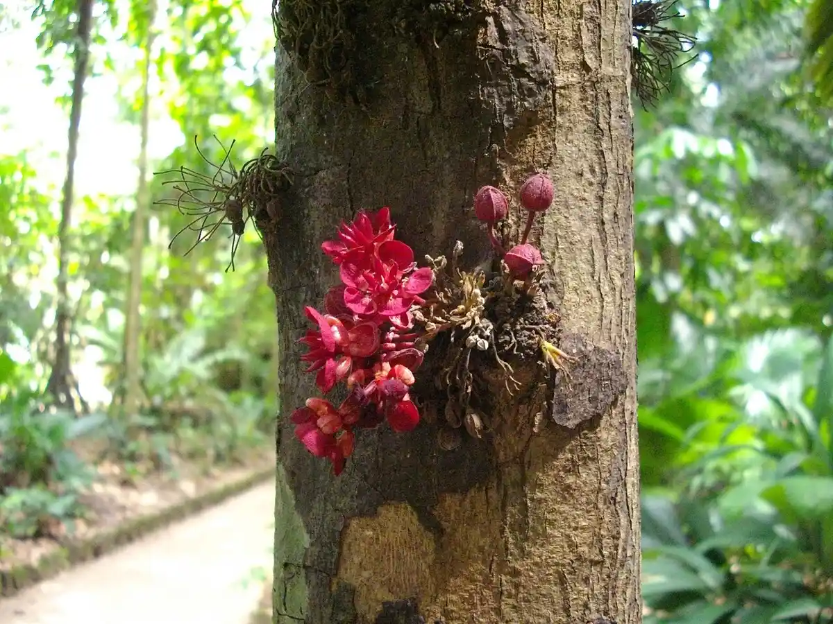 Cacauí (Theobroma speciosum Willd. ex Spreng.)