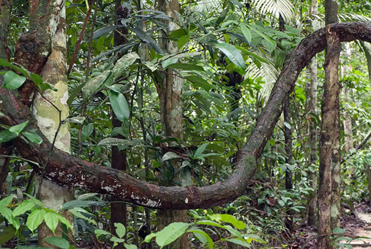 Cipó-d’água (Tetracera sp.)