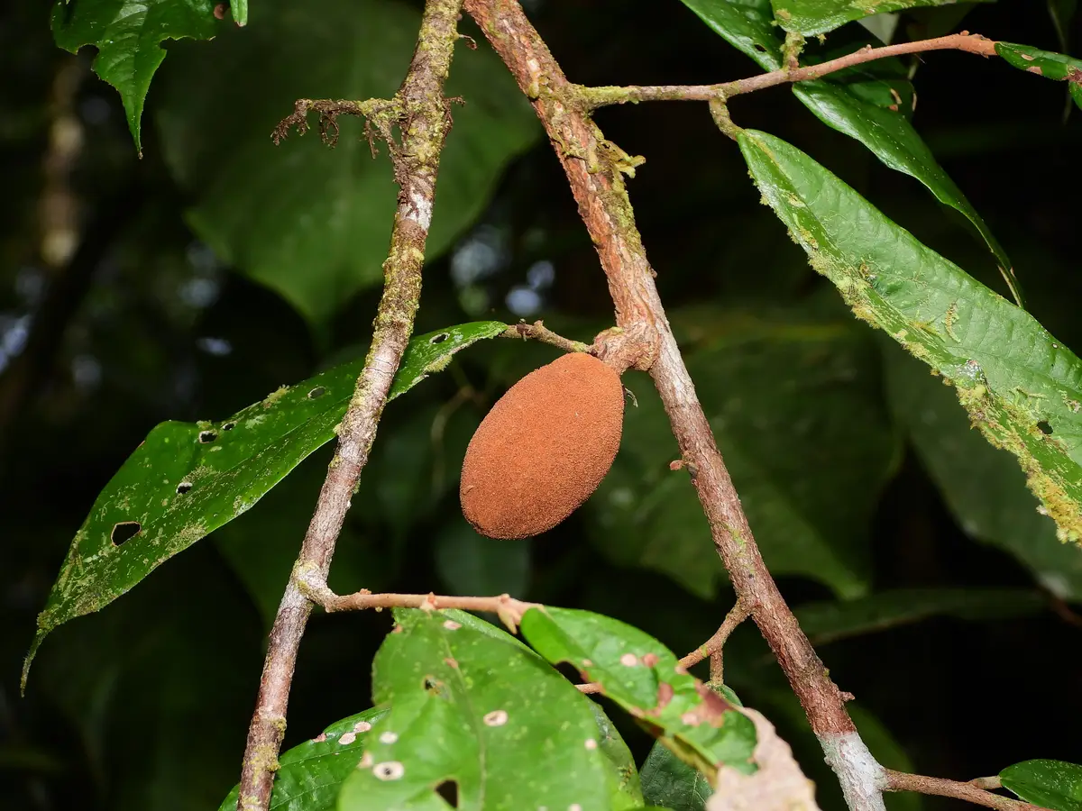 Cupuí (Theobroma subincanum Mart.)