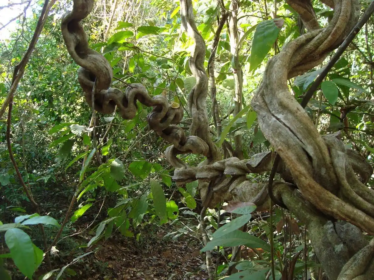 Cipó “Escada de Jabuti” (Phanera sp.)