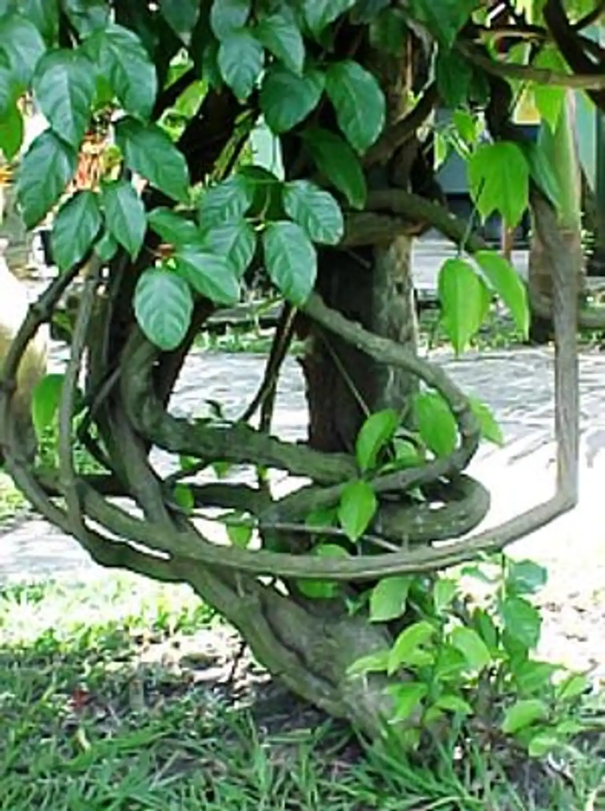 Mariri (Banisteriopsis caapi (Spruce ex Griseb.) C.V.Morton)