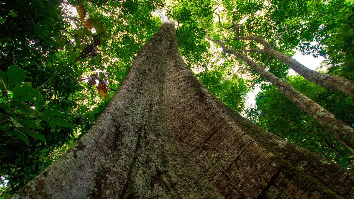 Samaumeira (Ceiba pentandra (L.) Gaertn.)