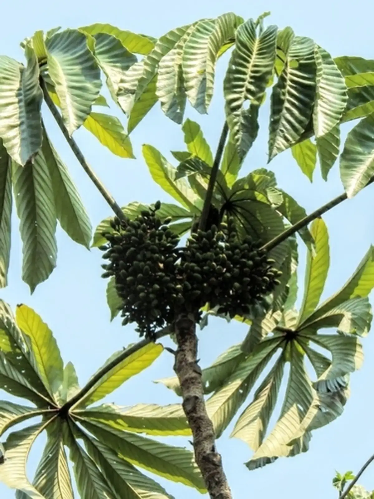 Sapopema (Pourouma sp.)
