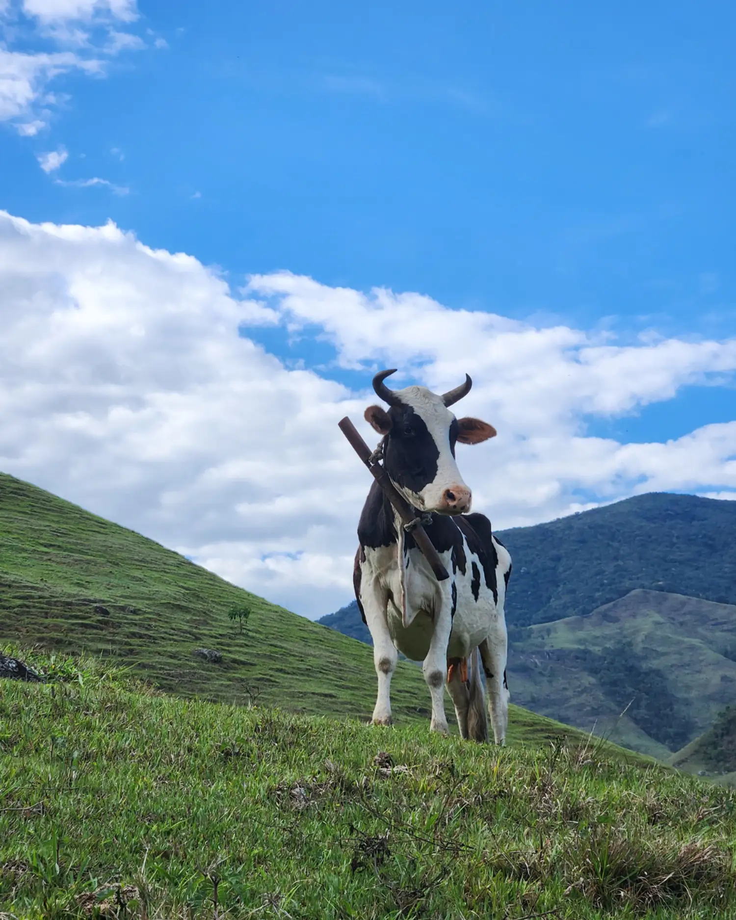 Todo mundo que se aventura em áreas naturais está sujeito a encontrar animais silvestres durante as atividades, seja caminhada, pedalada ou corrida. E se deparar com bois, cavalos, búfalos e queixadas é mais comum do que se imagina! E aí, você sabe o que fazer?