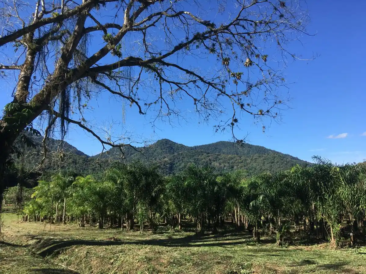 Reserva Botânica das Águas Claras
