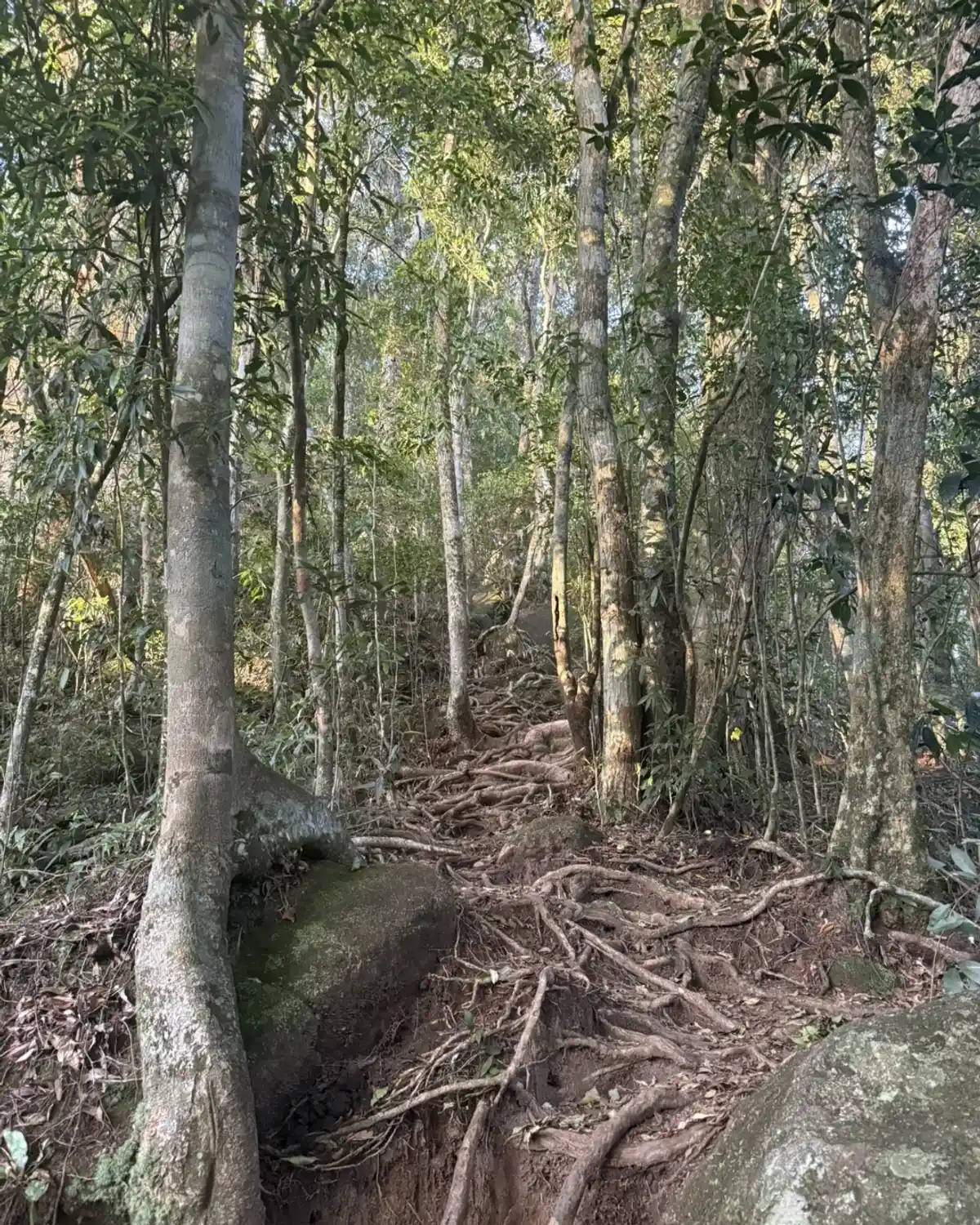 Trilha Pico do Papagaio