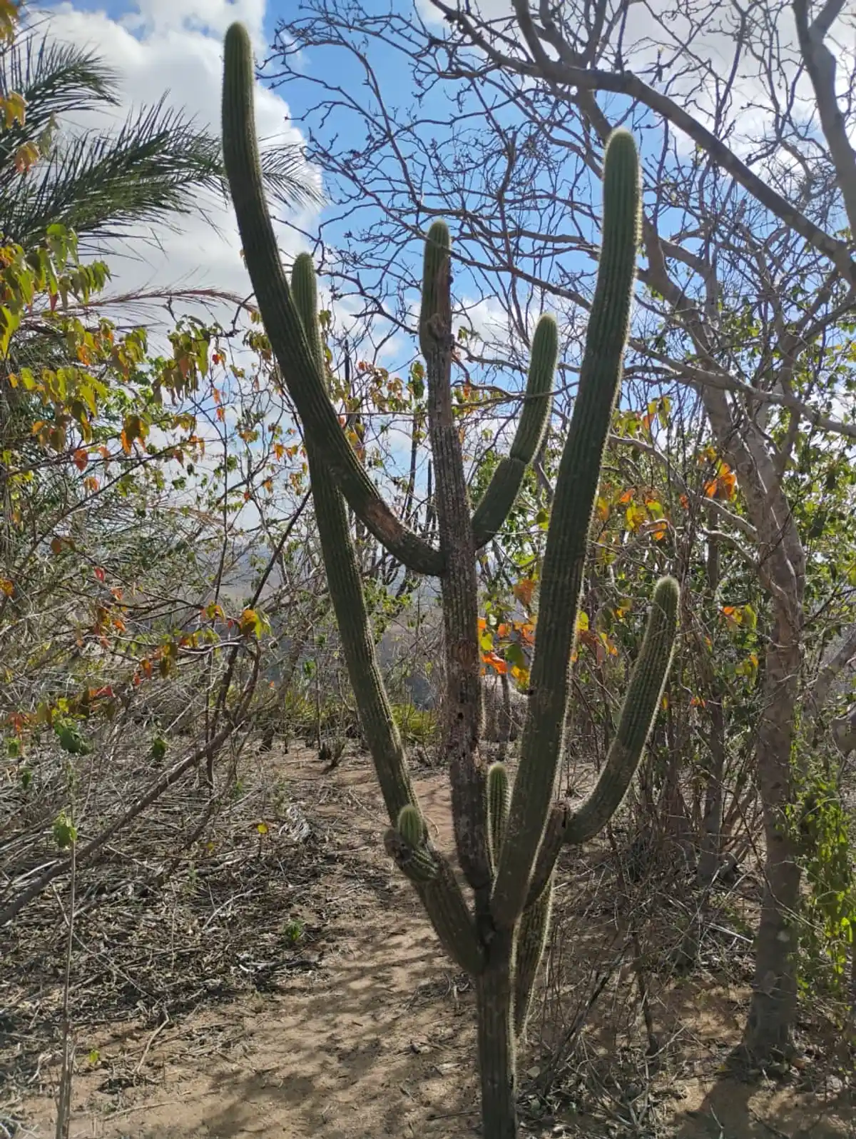 Trecho 7 - Caminhos das Ararunas - Parque Estadual Pedra da Boca x Comunidade Varelo de Baixo