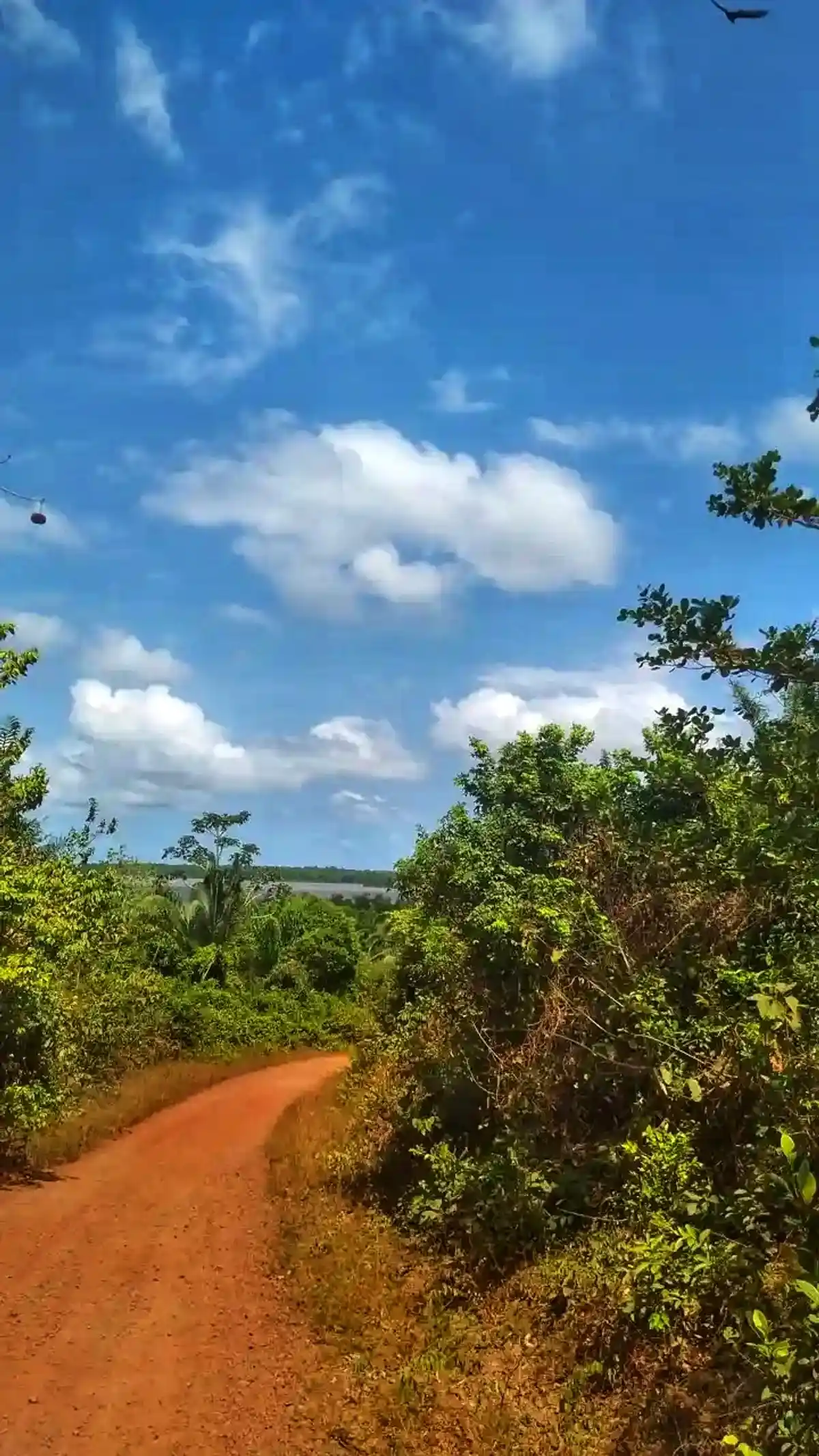 Serra do Piriá (Trecho 7 | Trilha Amazônia Atlântica)