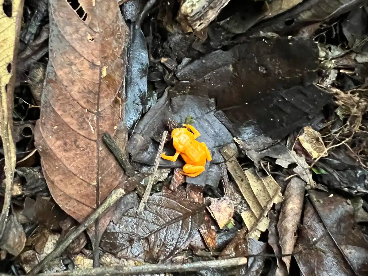 Trilha da Pedra Chata