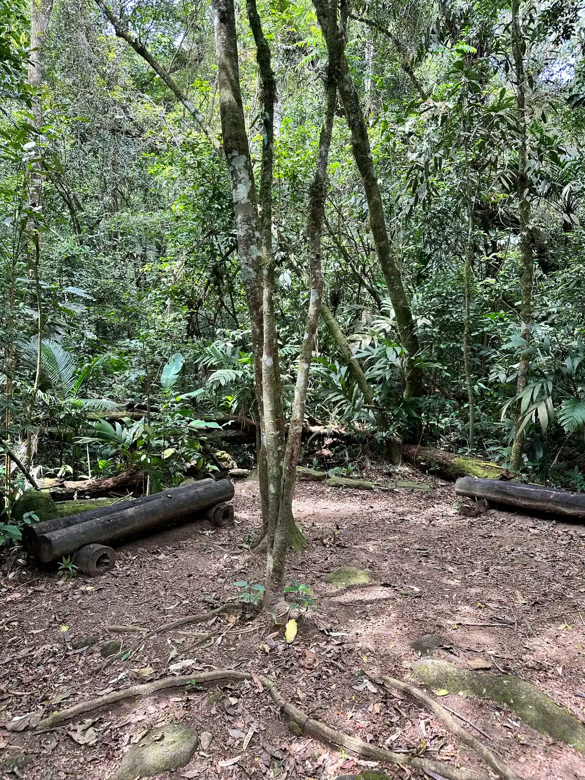 Trilha do Jequitibá