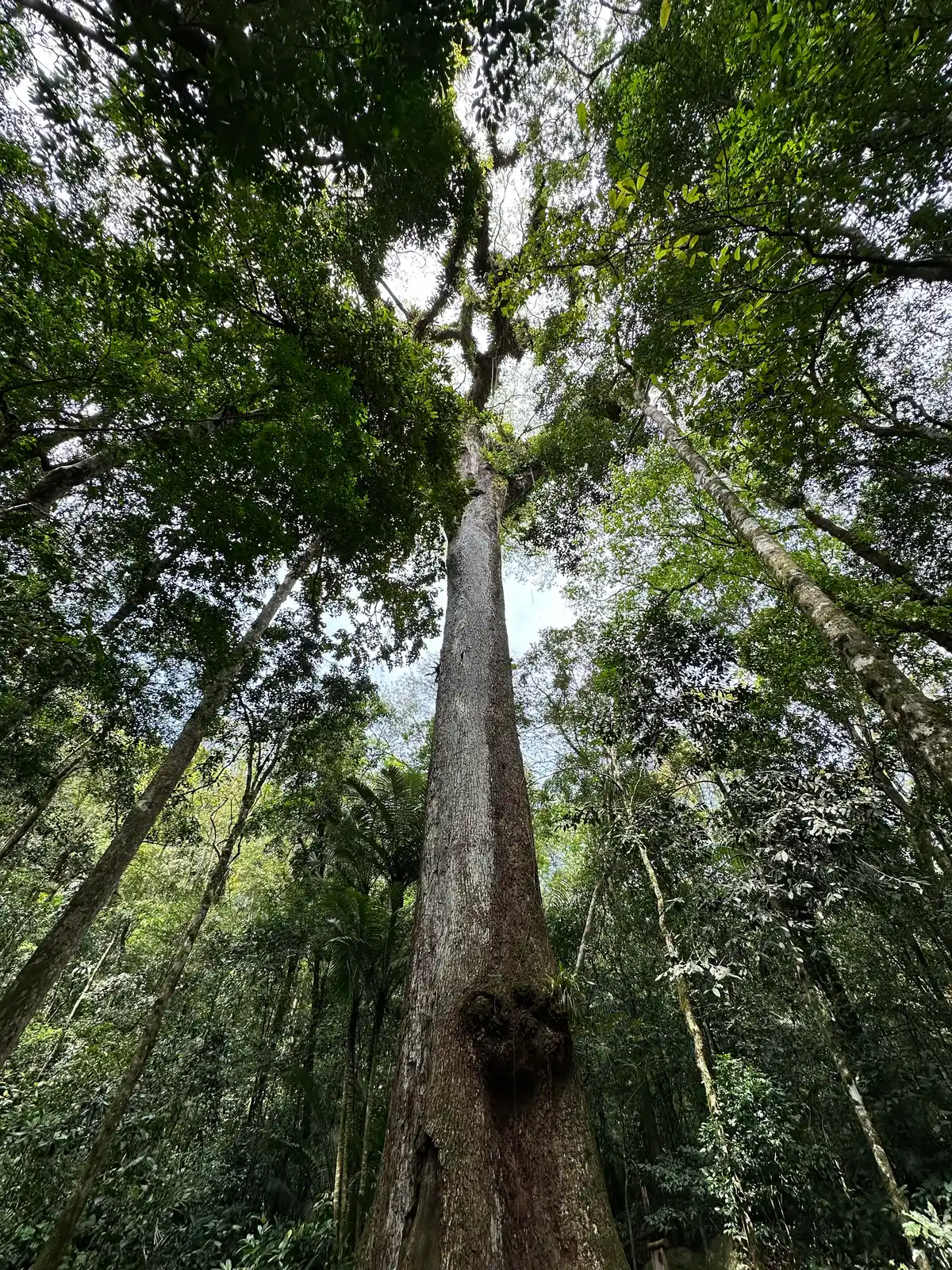 Trilha do Jequitibá