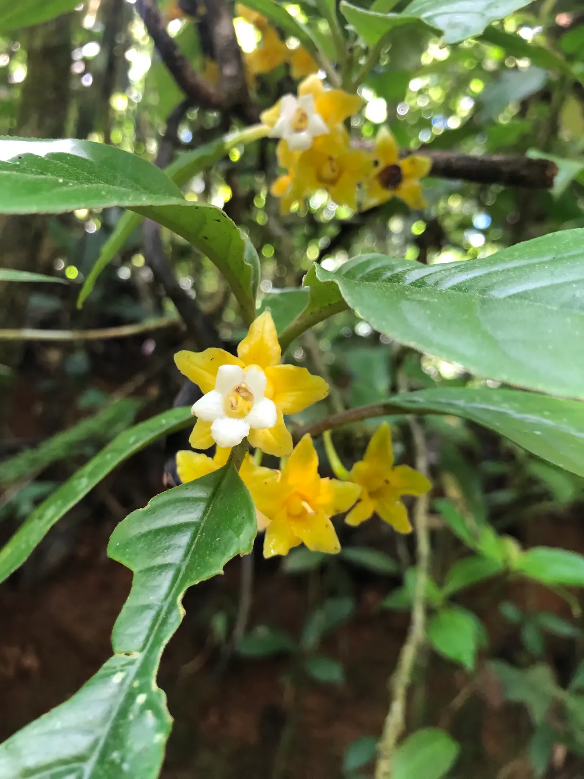 Travessia Jacarandá X Prata dos Aredes