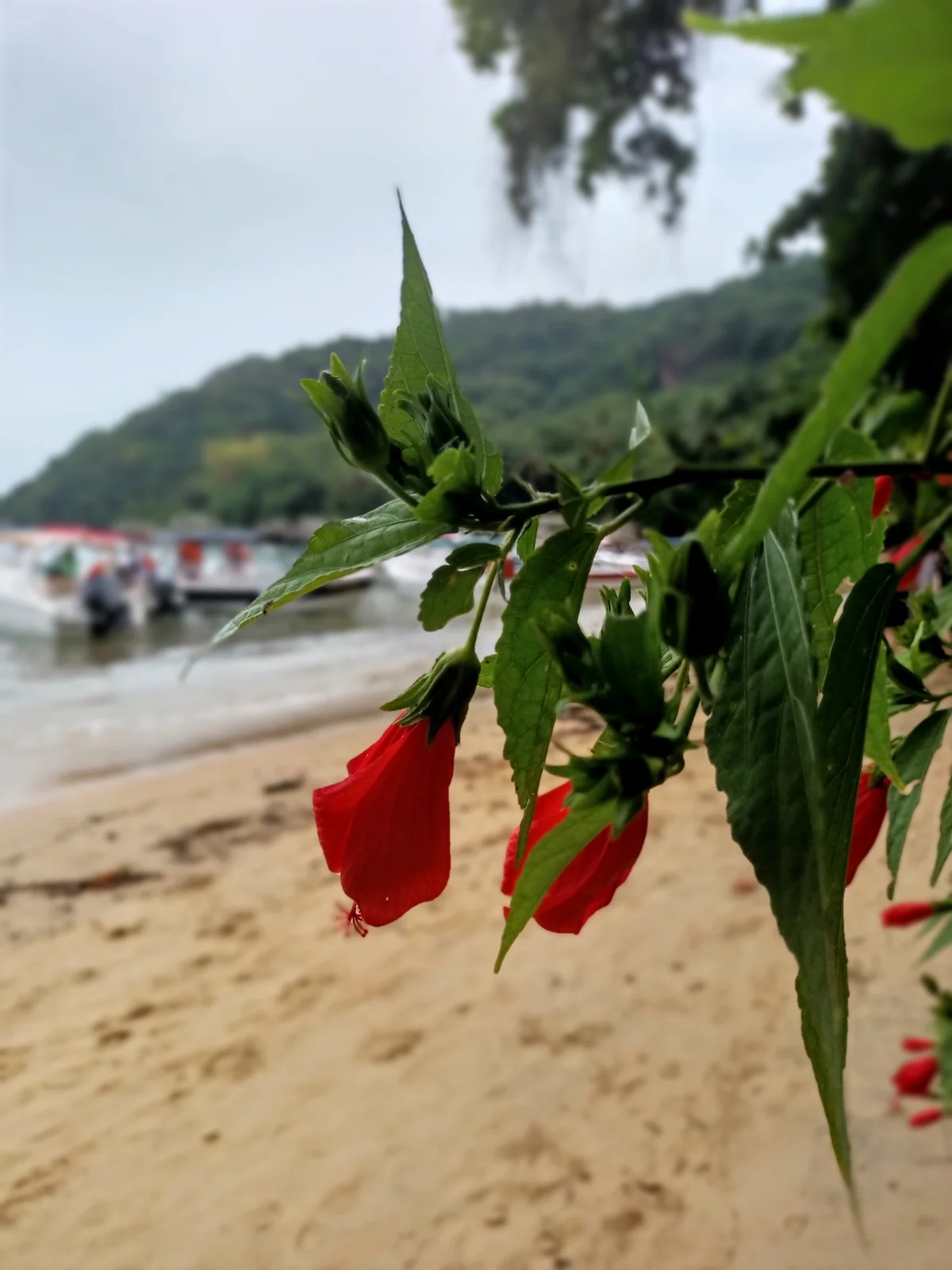 Trilha Abraão X Lopes Mendes + Palmas e Pouso