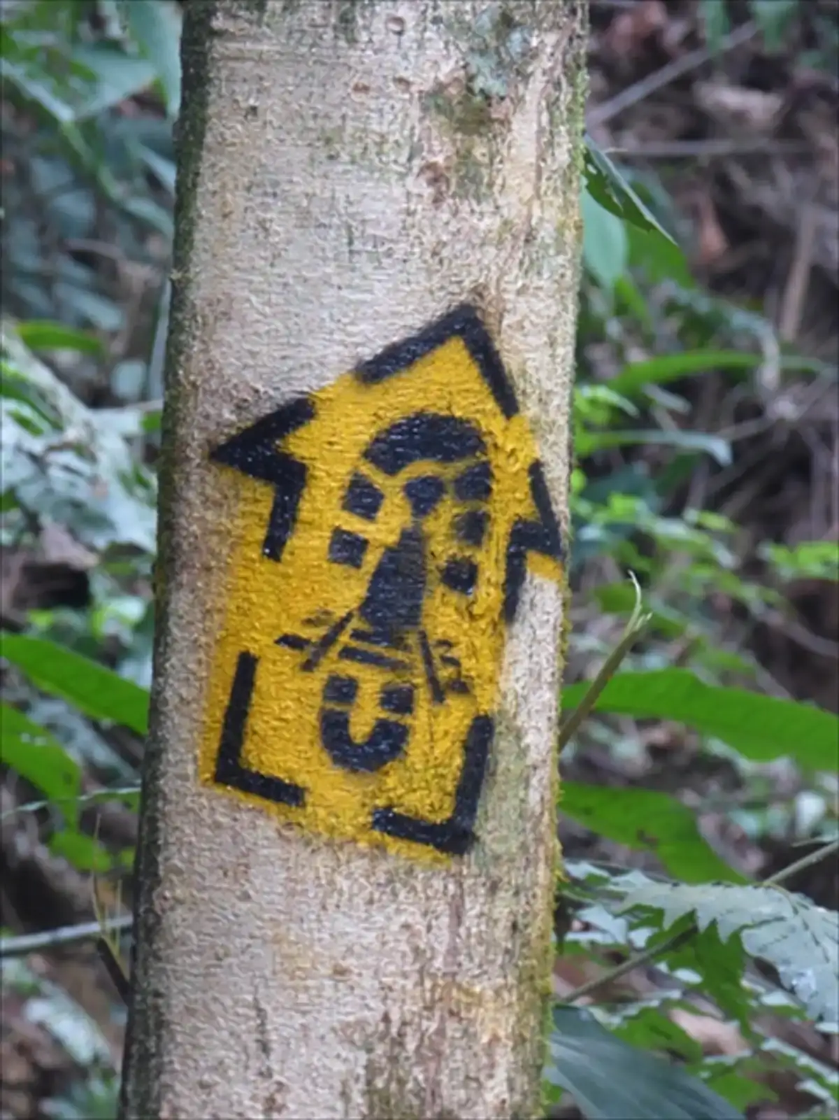 Trilha Cachoeira Grande de Suruí Véu da Noiva