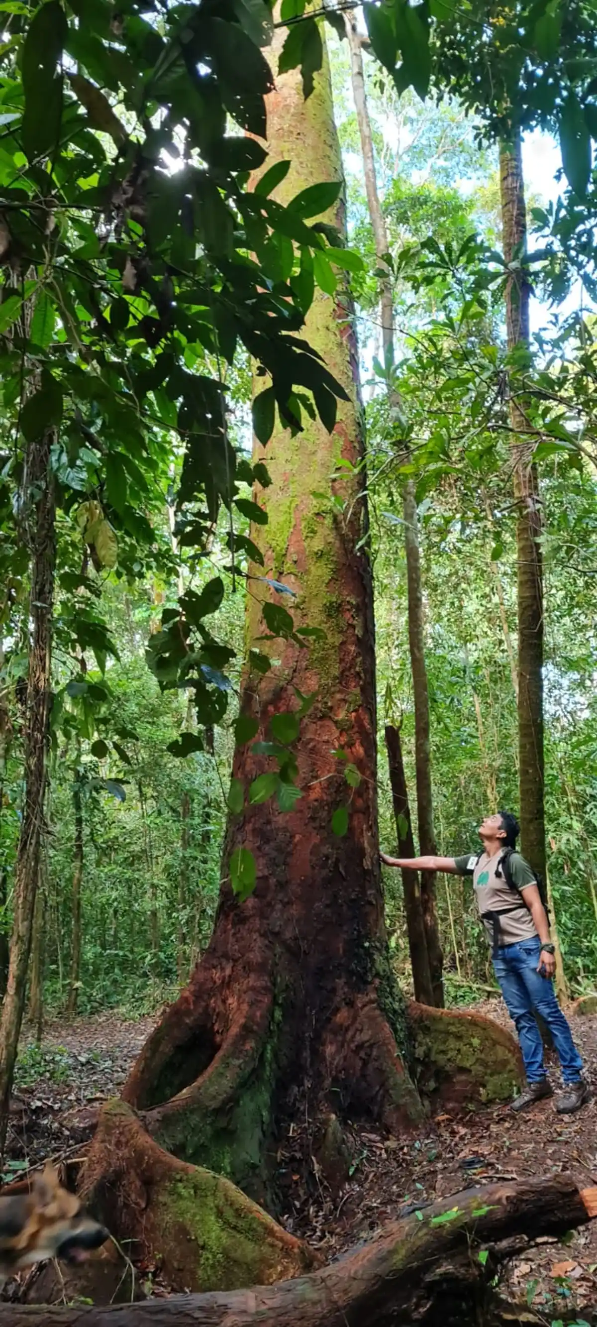 Trilha das Gigantes