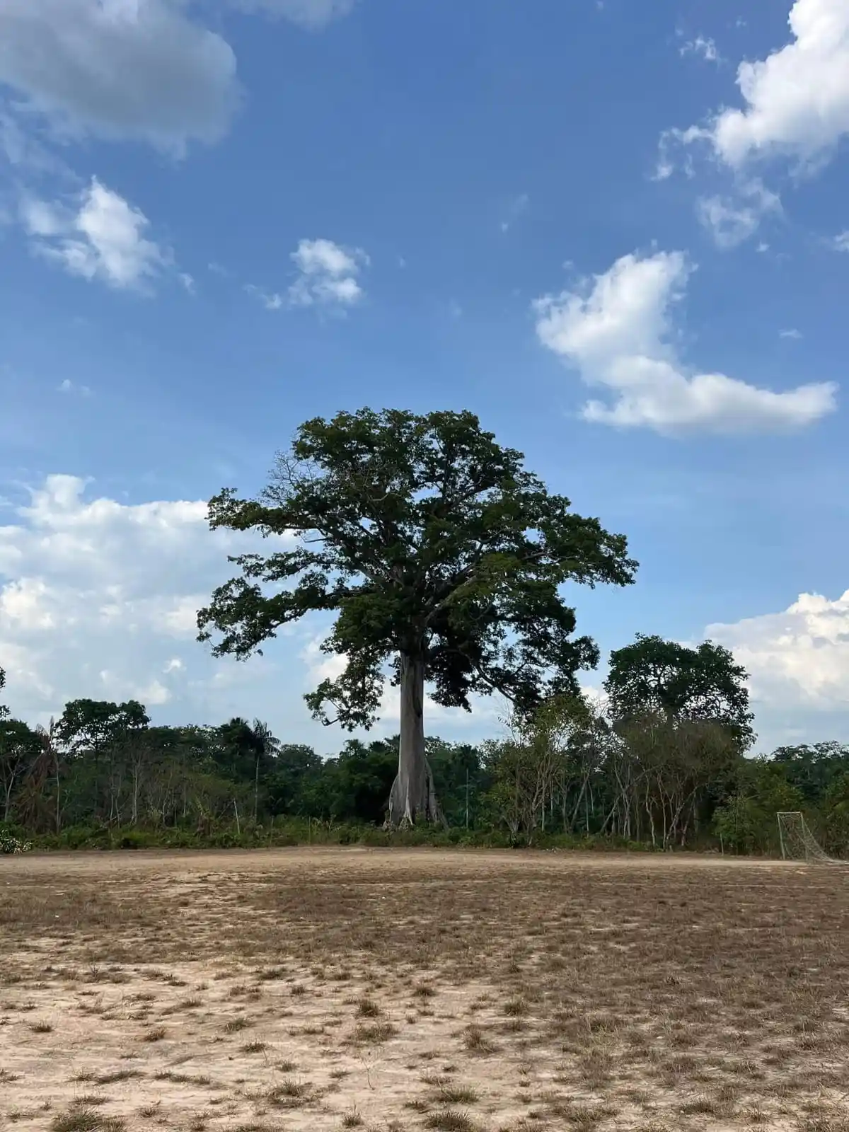 Trilha Ecológica "Caminhos de Bujaru"