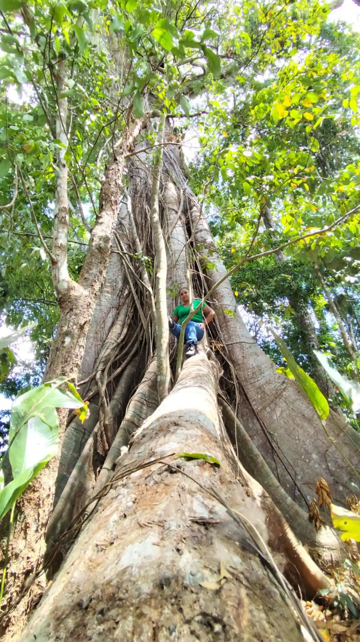 Trilha Ecológica "Caminhos de Bujaru"