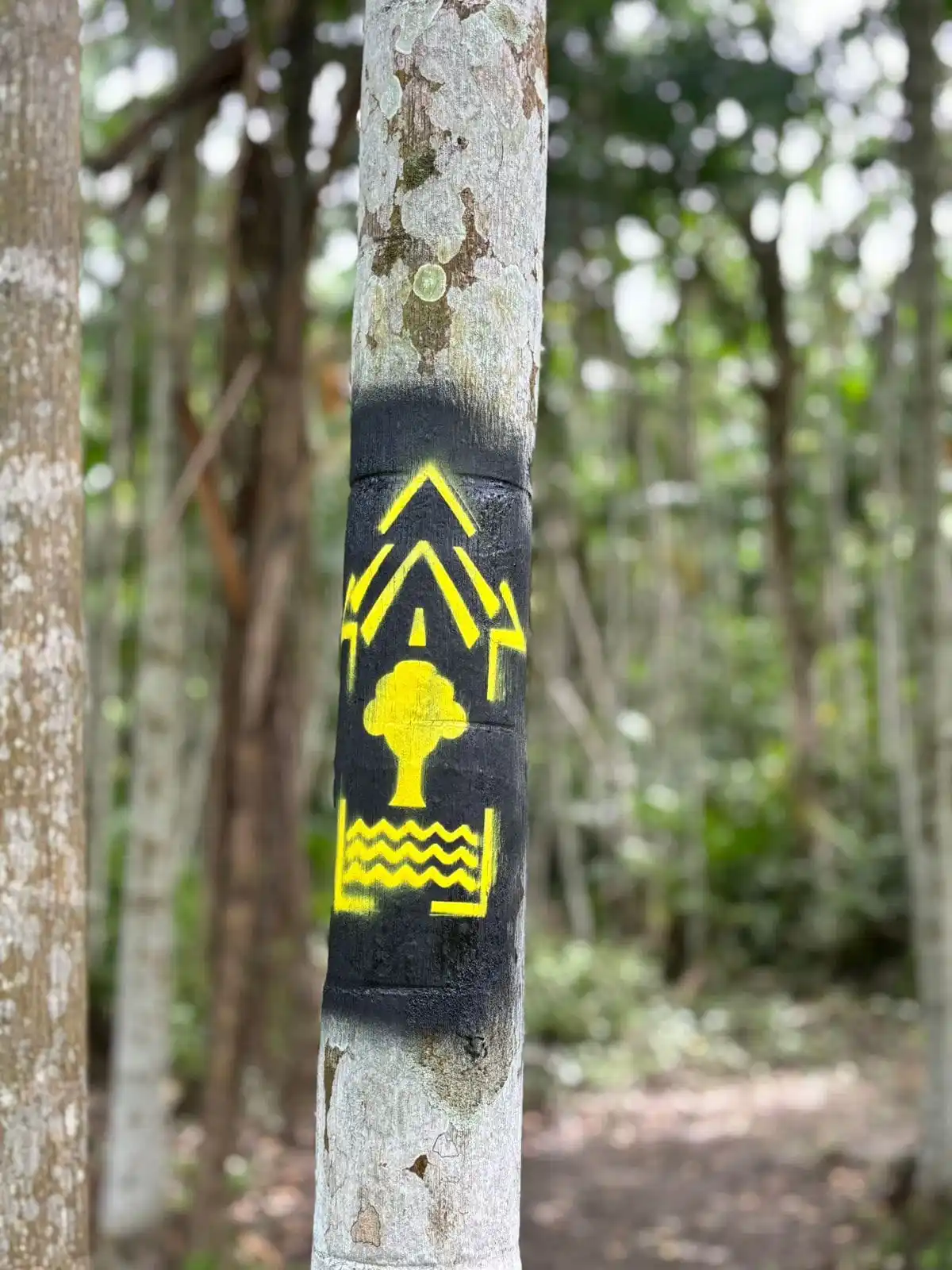 TRILHA DO IGAPÓ - ILHA DO COMBU