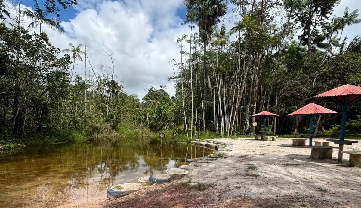 Floresta dos Guarás (Trecho 9 da  Trilha Amazônia Atlântica