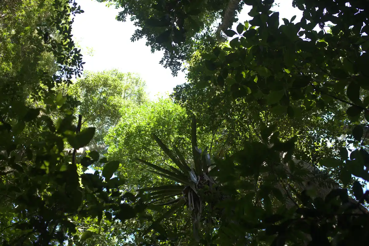 Trilha Patatiba