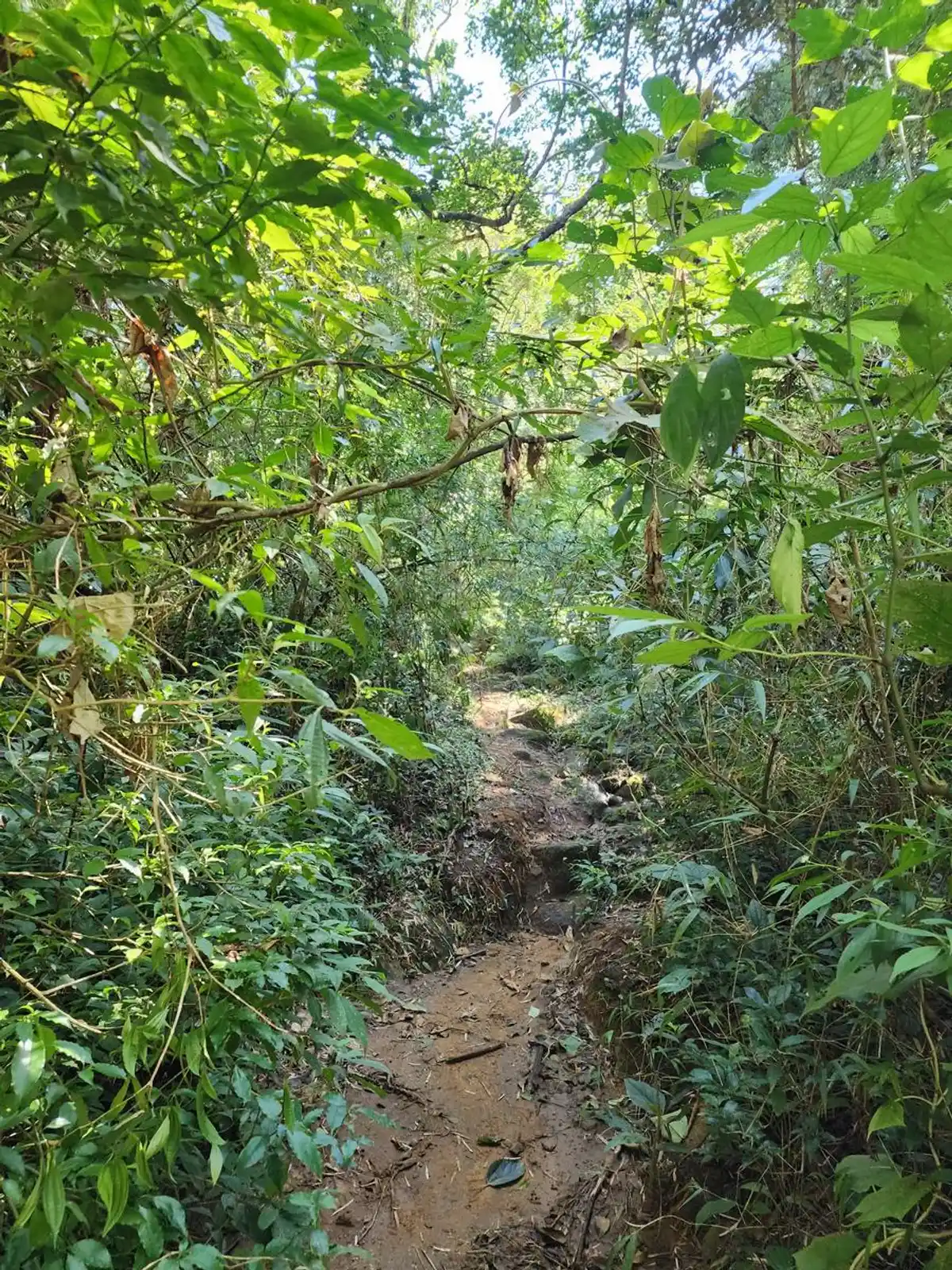 Trilha Pico da Onça