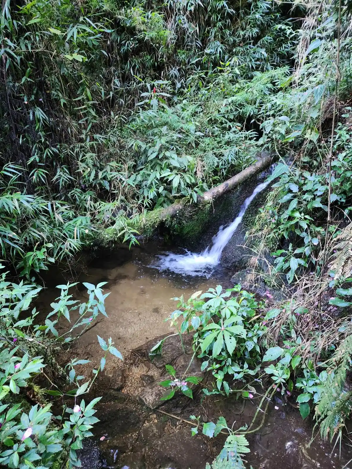 Trilha Pico da Onça