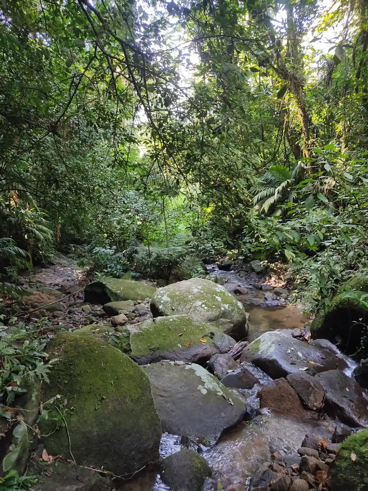 Alto do Mangalarga
