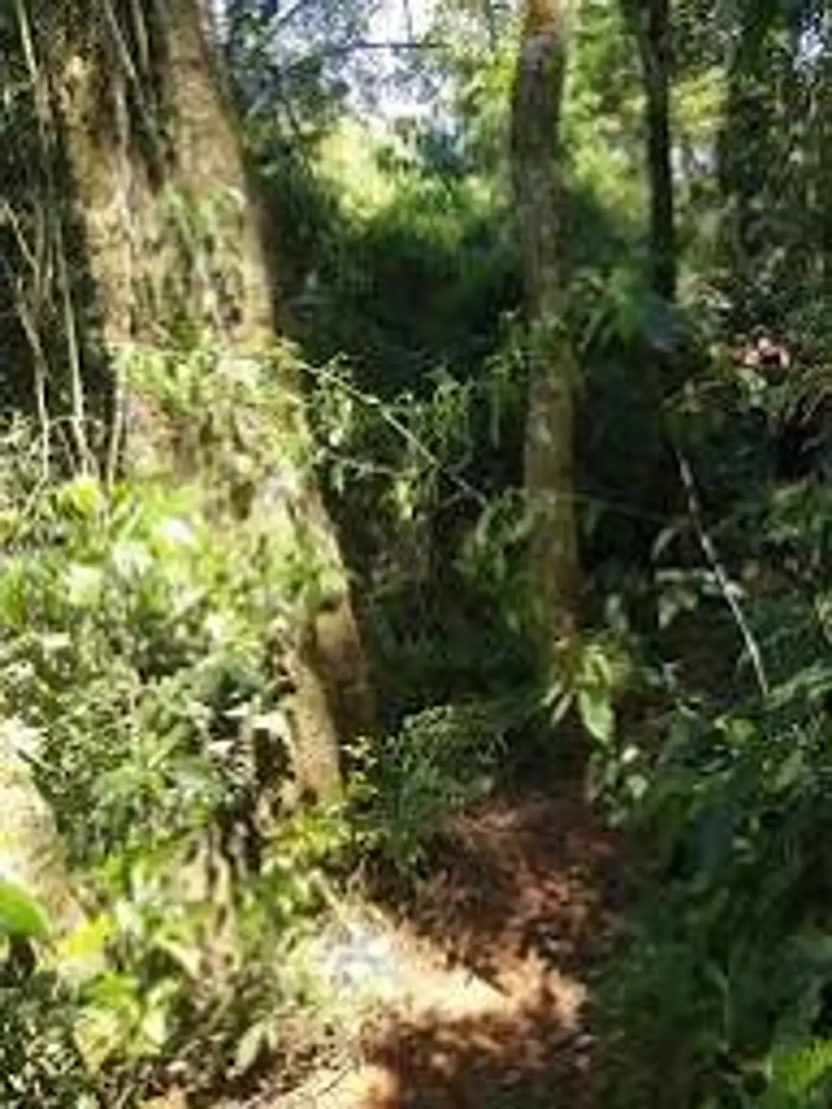Trilha do Carimã