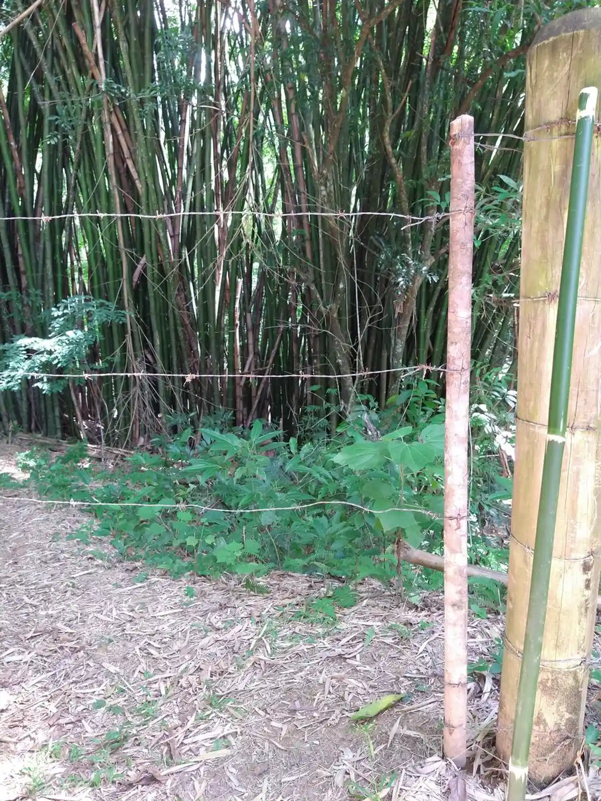 Trilha do Poço da Samambaia