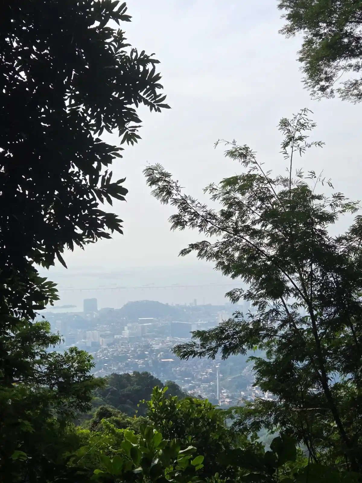 Trilha do Rio Carioca 